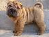 PoulaTo: Shar Pei
